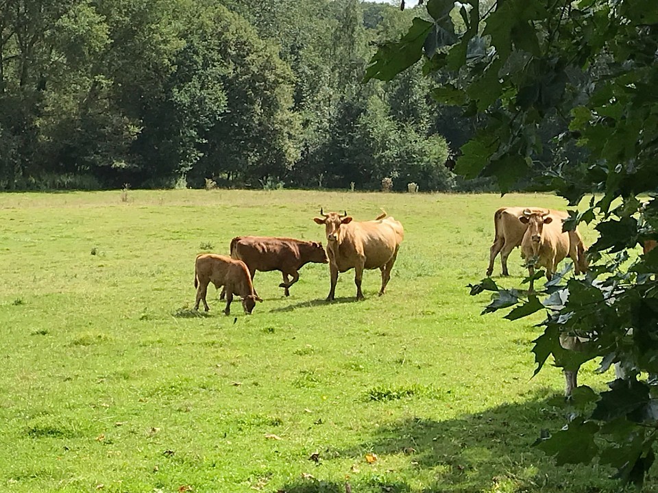 Les vaches