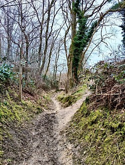 Un sentier en hiver