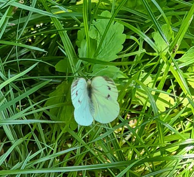 La faune et la flore est encore riche et variée à Lasne